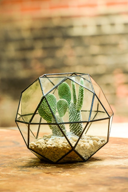 Design Any Space: The 3 Rules of Succulents