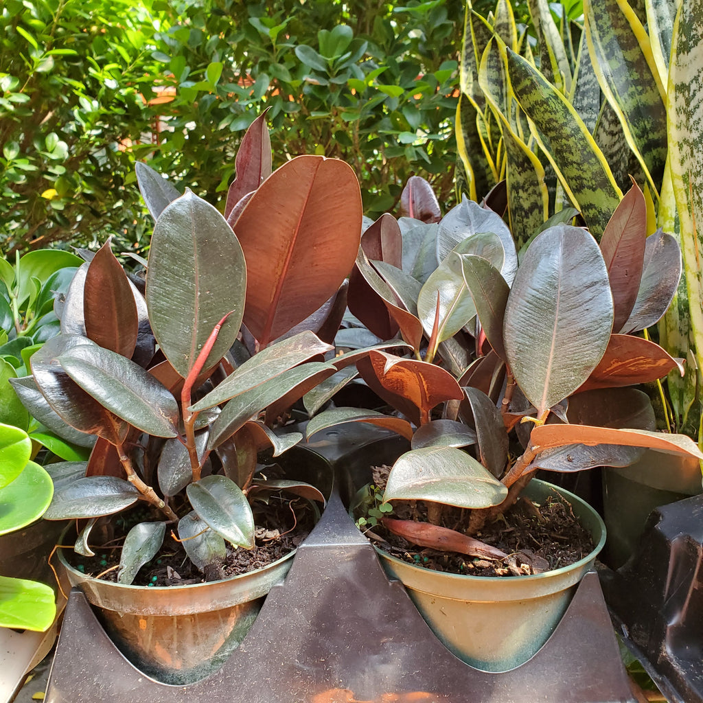 Rubber Tree (6" pot)
