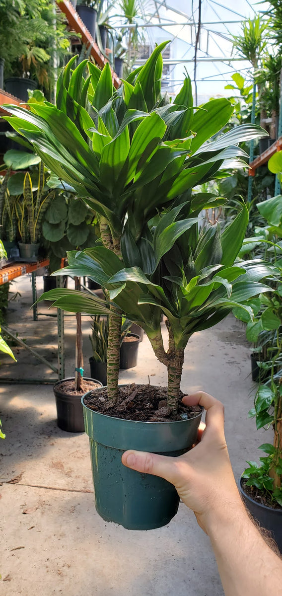 large dracaena compacta cane Dracaena 'Compacta' Cane (6