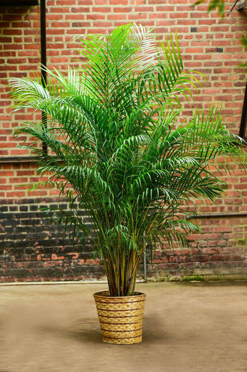 areca palms for sale near me Areca Palm – Interior Foliage Design