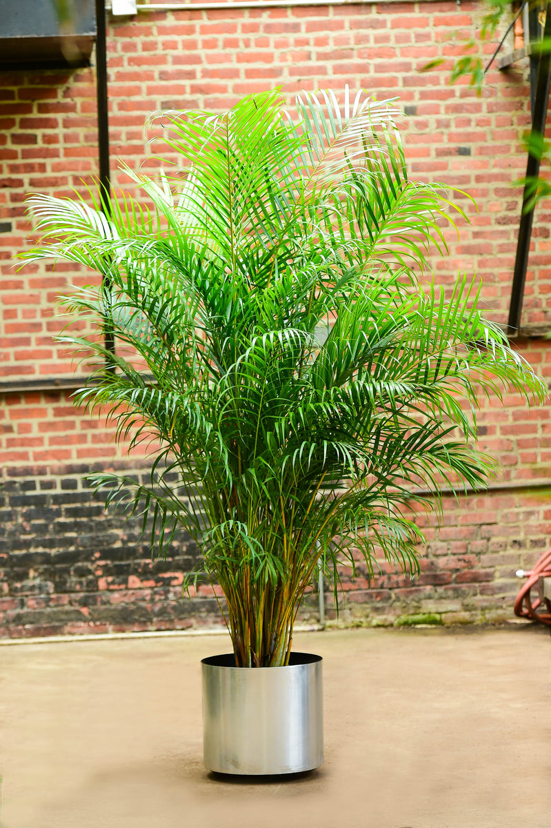 varieties of areca palm Areca Palm – Interior Foliage Design