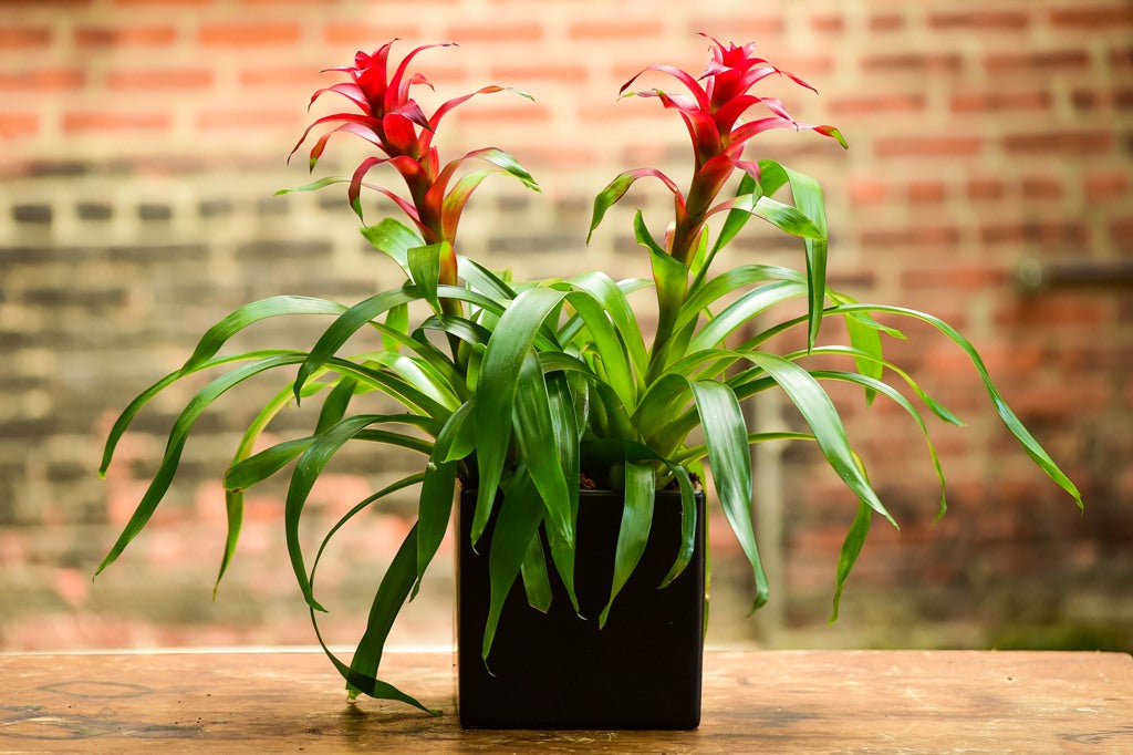 bromeliad indoor tabletop plant Bromeliad Double