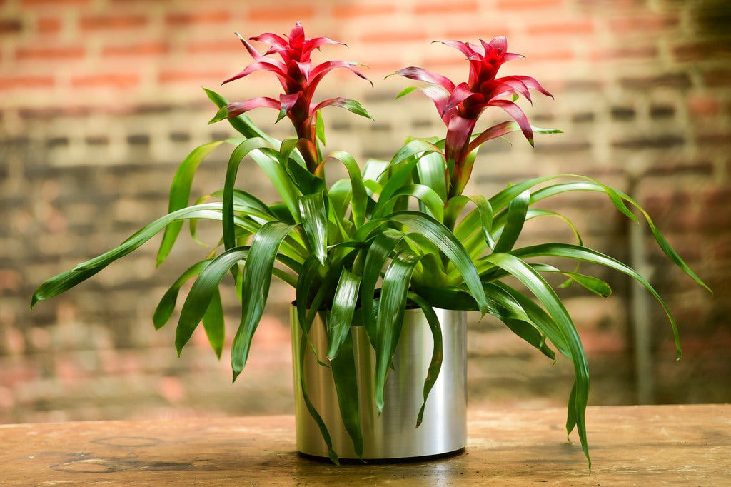 bromeliaceae plant Bromeliad Double – Interior Foliage Design