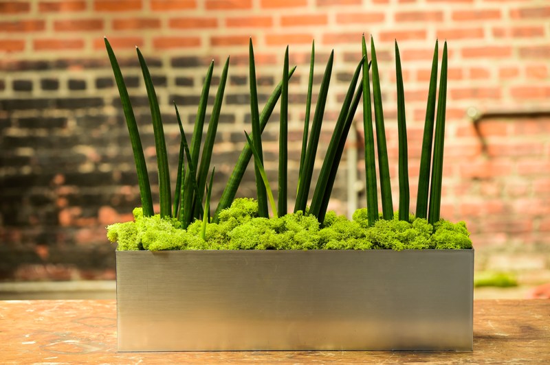 rectangular planter snake plant 'African Spear' Sansevieria cyndrilica (Rectangle)