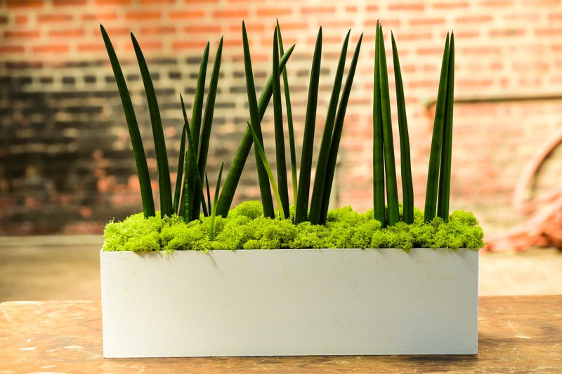 洋書 the splendid sansevieria Sansevieria Trifasciata, Dwarf Snake Plant 'Hahnii Jade Pagoda