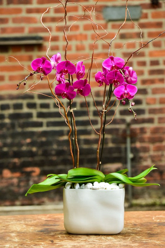 Double Purple Orchid