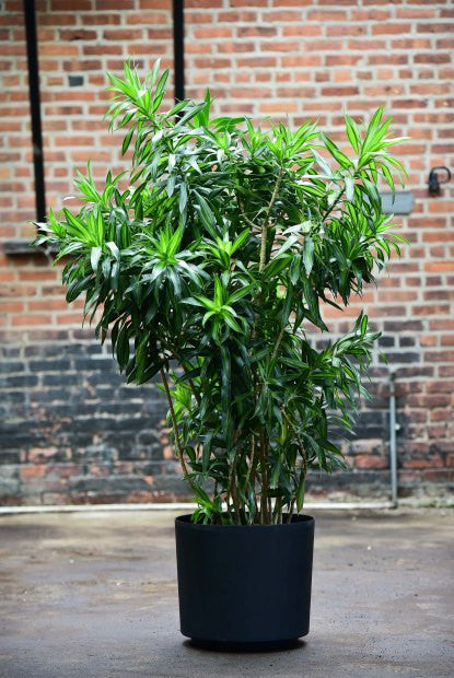 rempotage dracaena Dracaena Reflexa – Interior Foliage Design