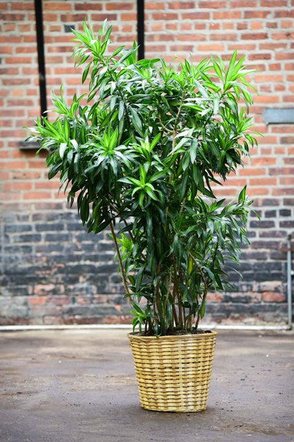 dracaena reflexa giftig Dracaena Reflexa