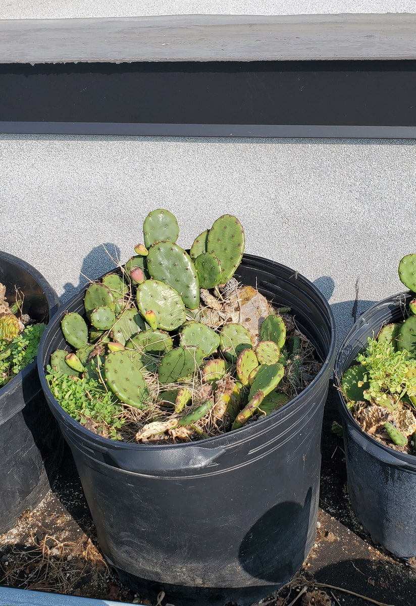 Opuntia humifusa  Interior Foliage Design