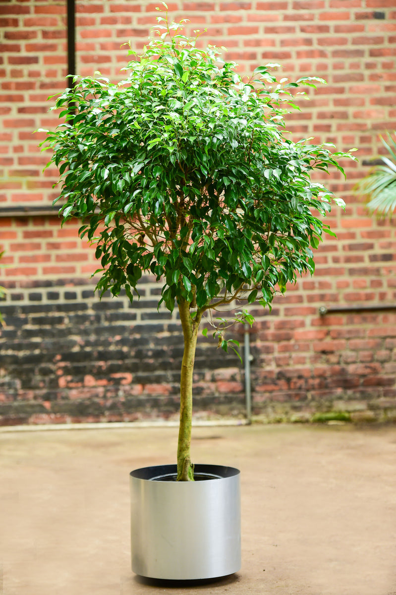 ficus benjamina indoor plant Ficus Benjamina – Interior Foliage Design