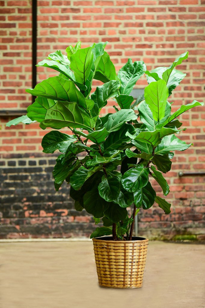 Ficus Lyrata Bush (5') – Interior Foliage Design