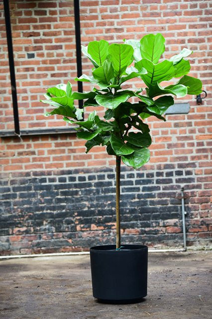 aspca fiddle leaf fig Ficus Lyrata Standard – Interior Foliage Design