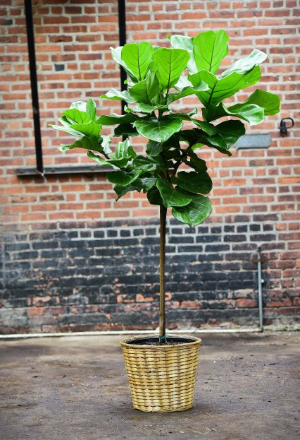 basket fiddle leaf fig Ficus Lyrata Standard – Interior Foliage Design