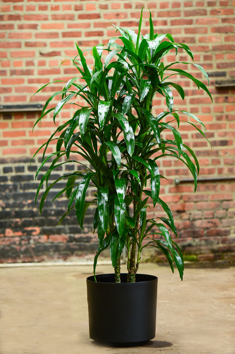 Dracaena Deremensis