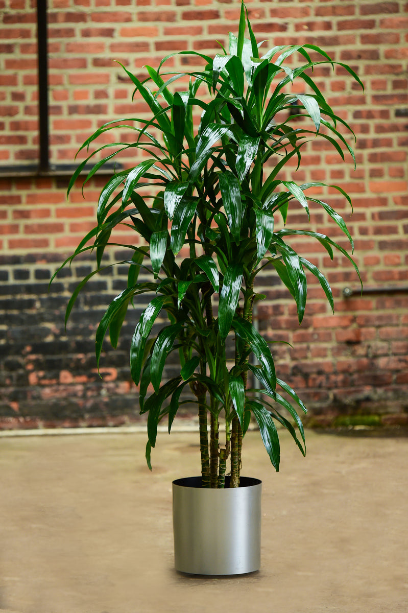 malaysian dracaena Dracaena Deremensis | Lisa Cane | 10" Pot | Easy Care Houseplant