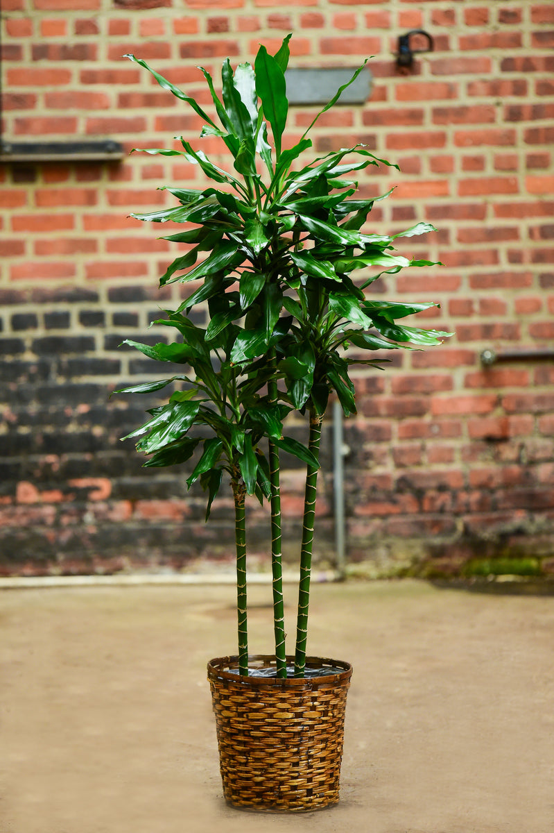 dracaena cintho plant Dracaena deremensis 'Costaricana' – Interior Foliage Design