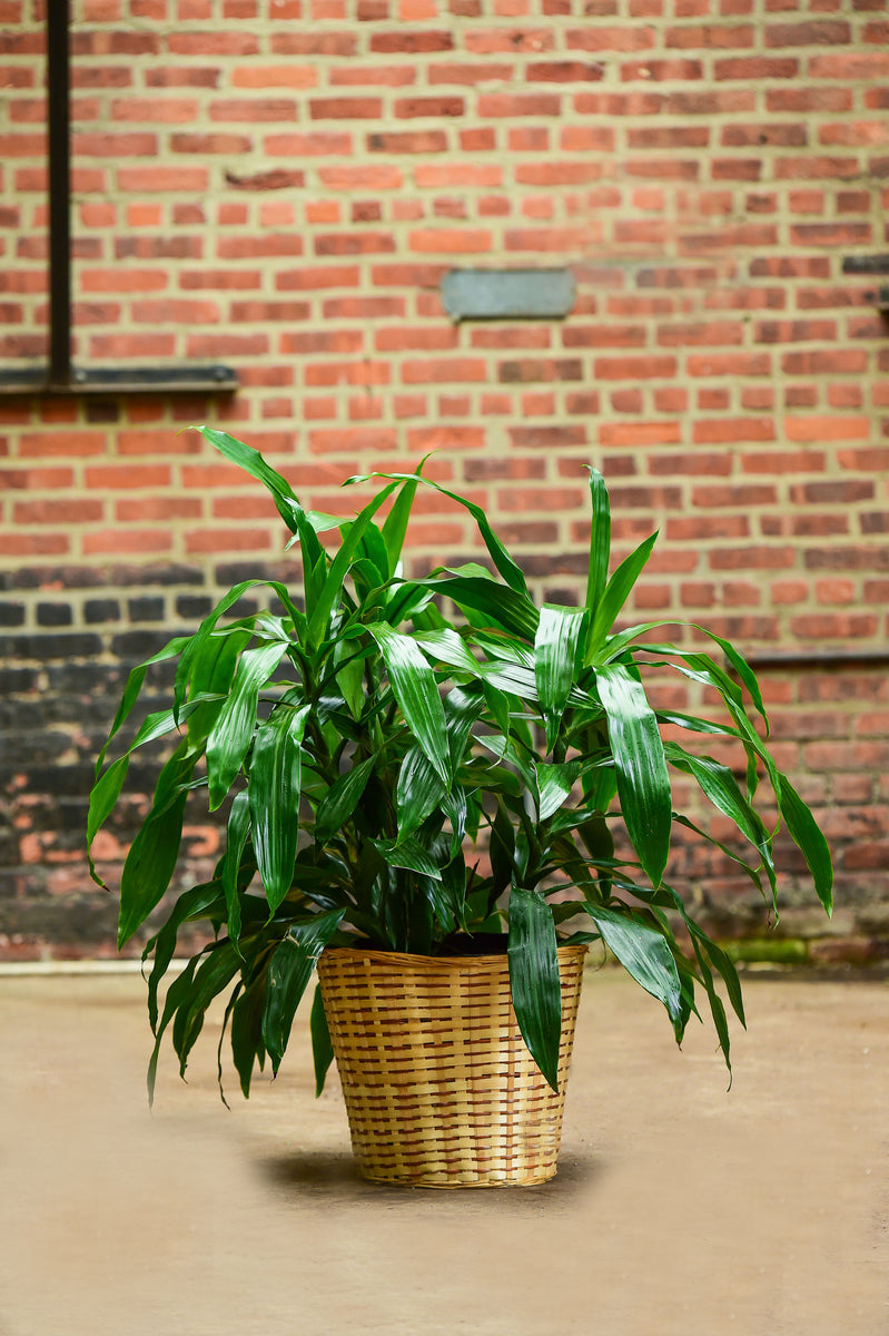 Dracaena Deremensis | 10