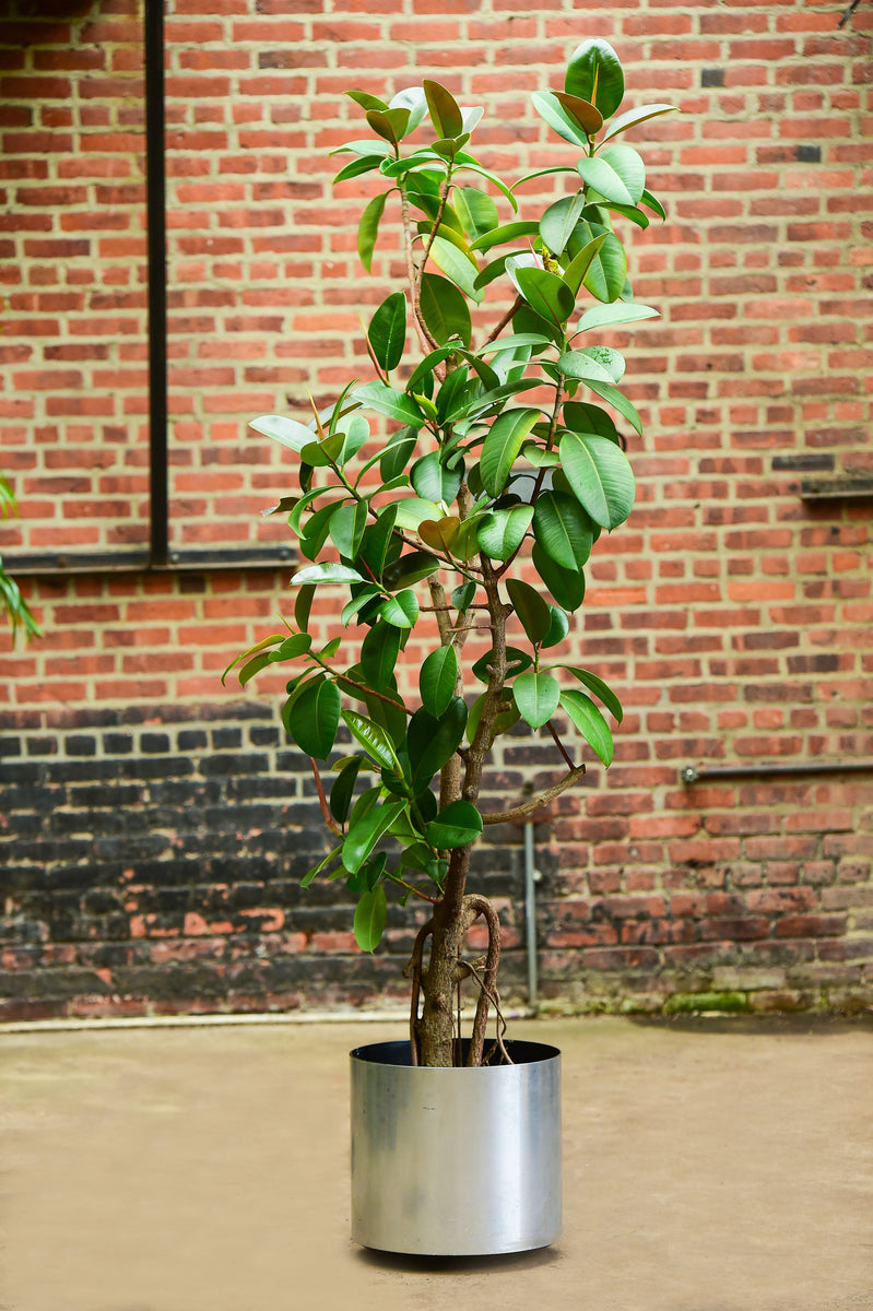 is rubber tree good for indoor Ficus elastica (Rubber Tree Plant) – Interior Foliage Design