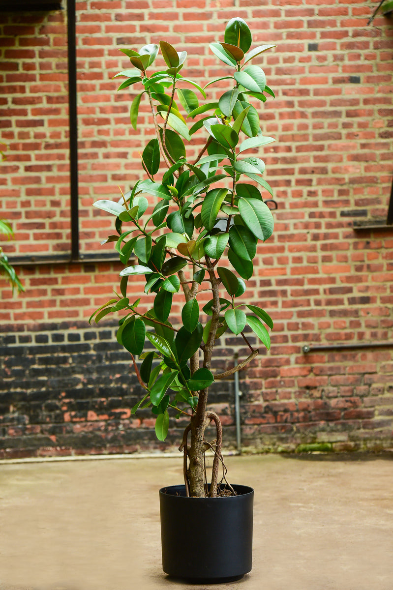 rubber plant height indoor Ficus elastica (Rubber Tree Plant) – Interior Foliage Design