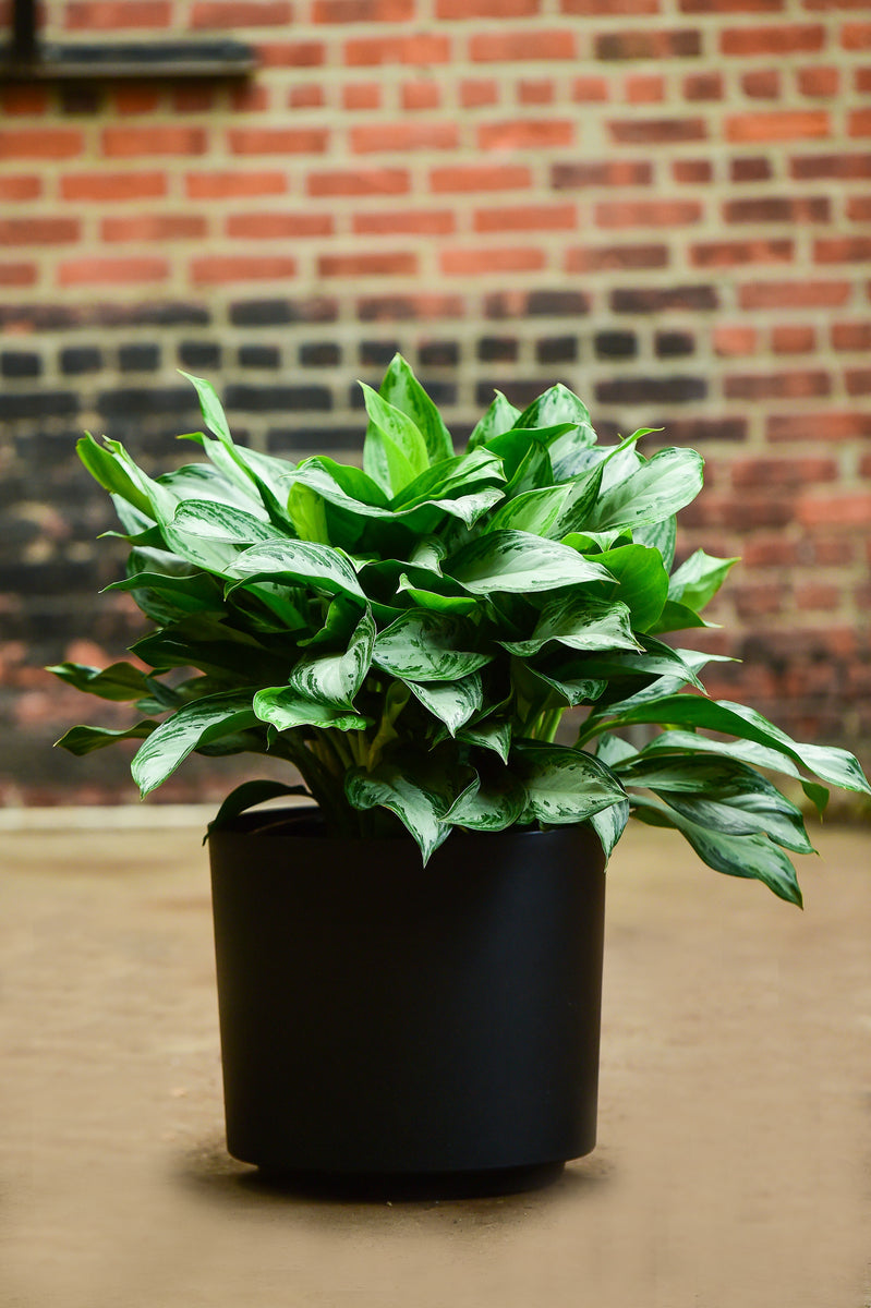 chinese evergreen plant indoor Chinese Evergreen – Interior Foliage Design