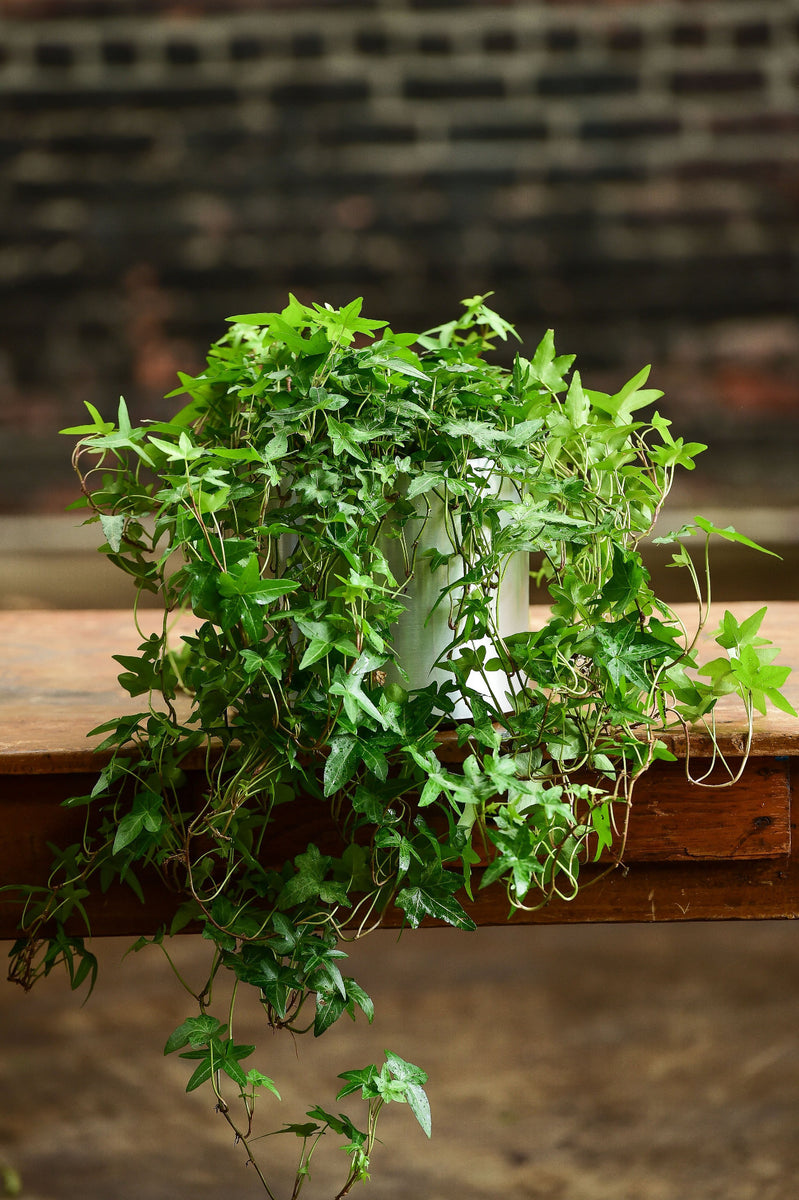 peace lily and english ivy English Ivy – Interior Foliage Design