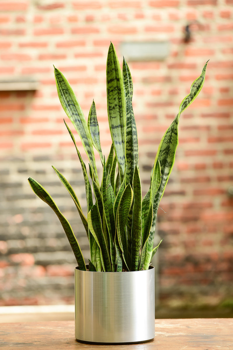 Sansevieria Trifasciata (Tabletop) – Interior Foliage Design