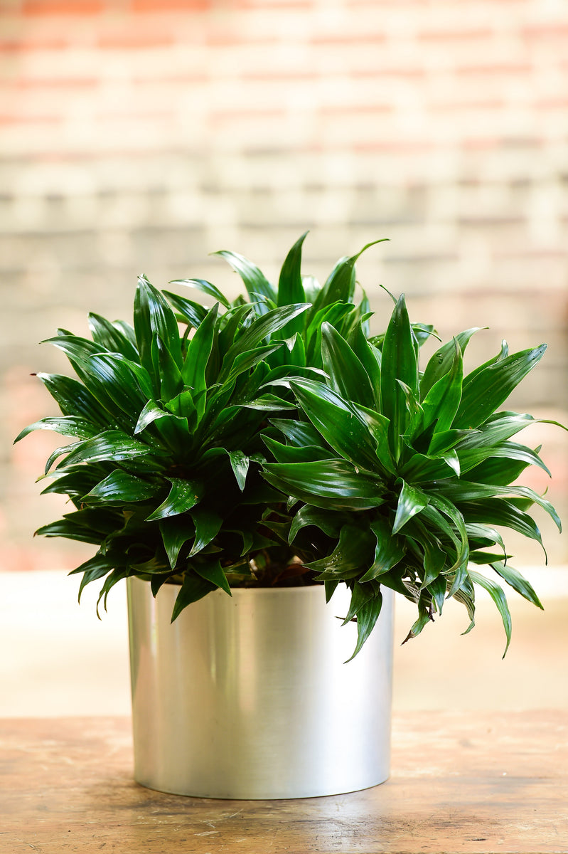 janet craig compacta dracaena Live Dracaena Deremensis Janet Craig Compacta