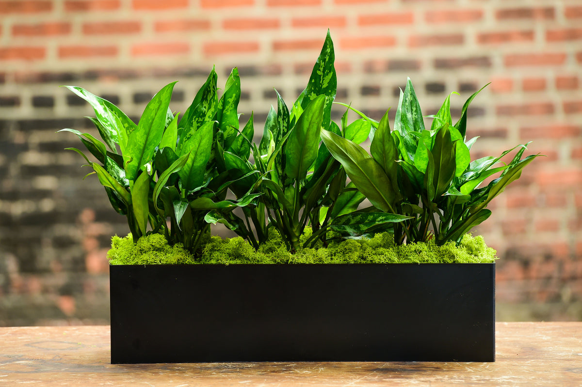 aglaonema commutatum emerald beauty Emerald Beauty – Interior Foliage Design