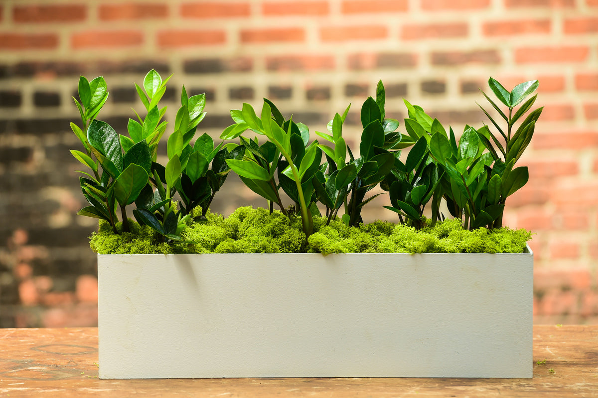 ZZ Plant Rectangle – Interior Foliage Design