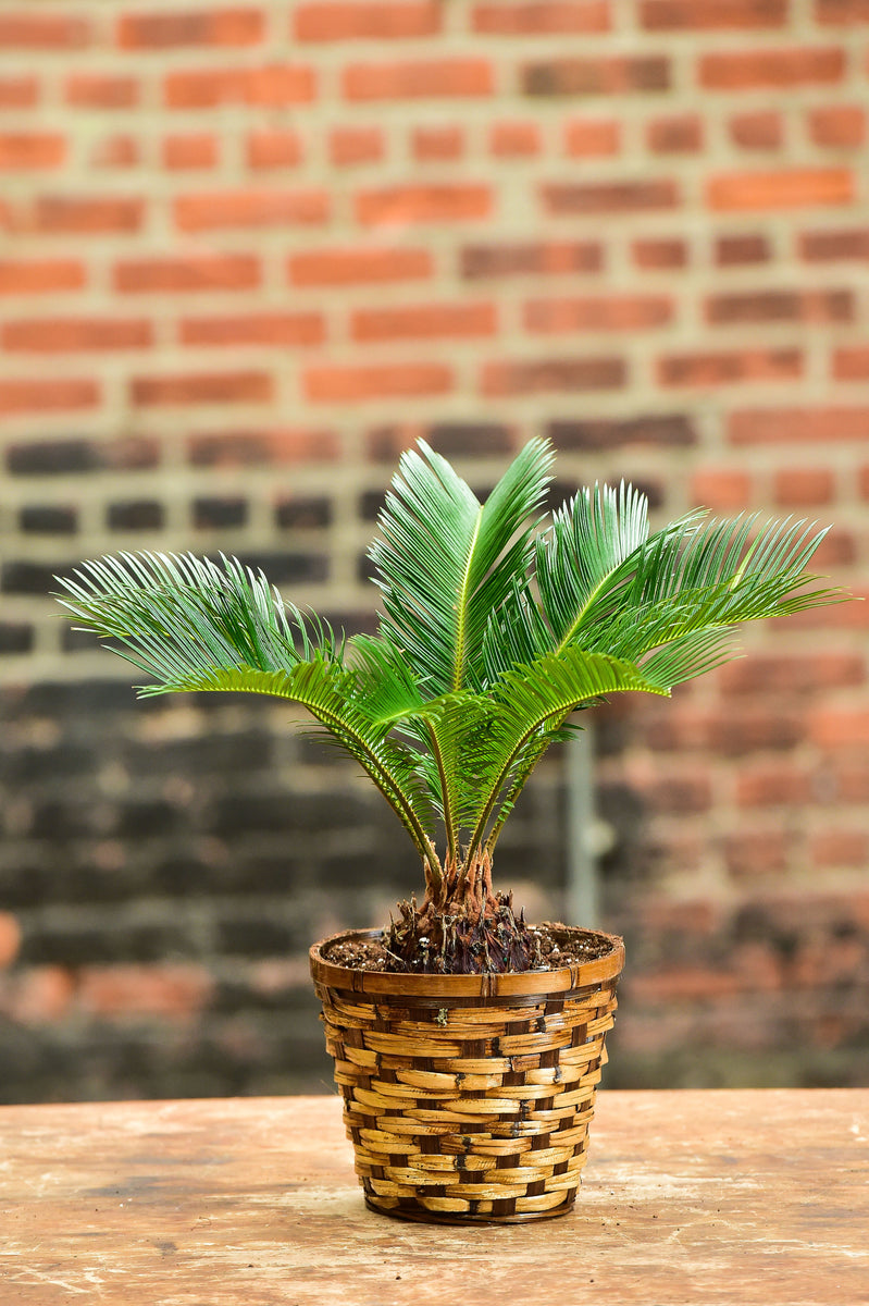 bonsai palm tree Sago Palm Bonsai – Interior Foliage Design