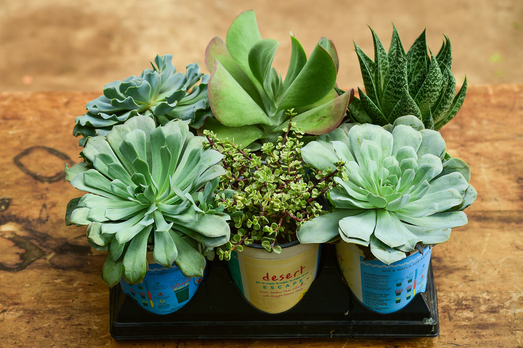 Succulent 6 Pack