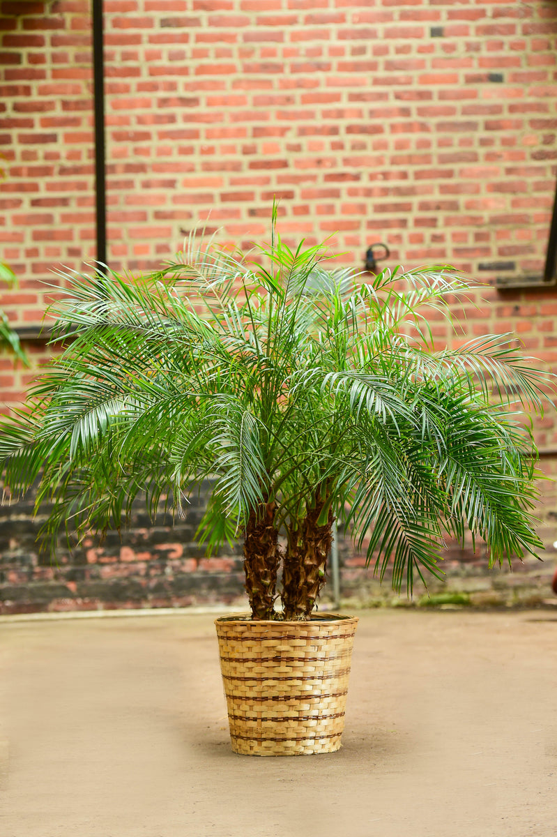 plant phoenix roebelenii palm Phoenix Roebelenii – Interior Foliage Design