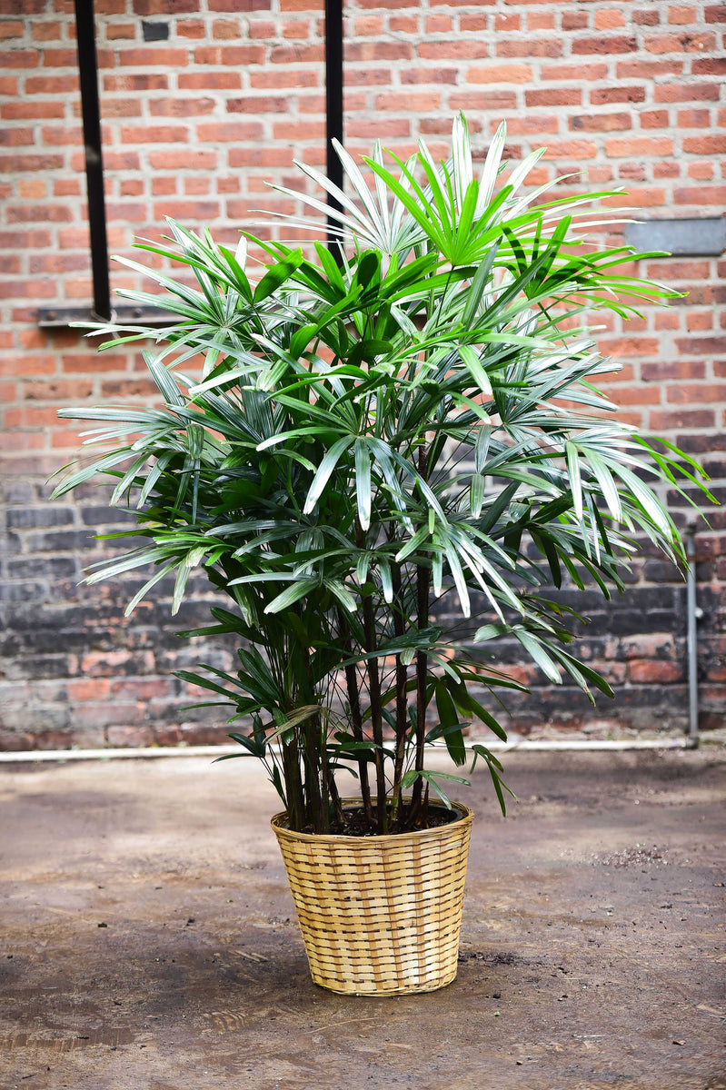 Rhapis Palm (Lady Palm) – Interior Foliage Design