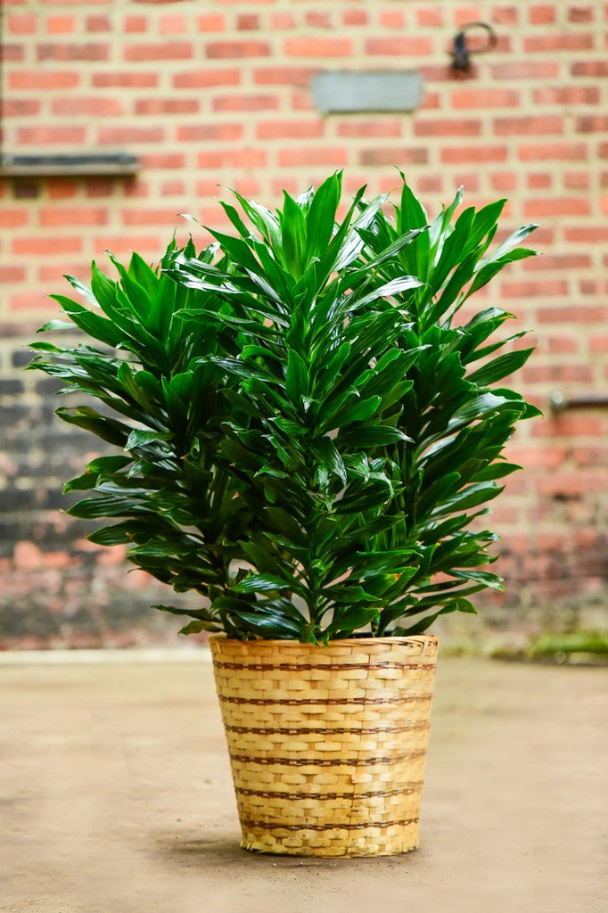 janet craig dracaena common problems Janet Craig 'Compacta' – Interior Foliage Design