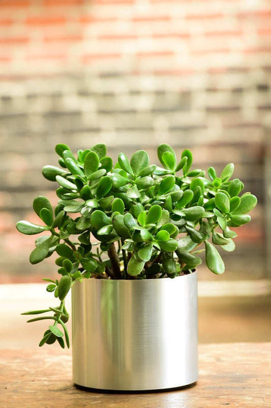 jade plant native Crassula ovata (Jade Plant)