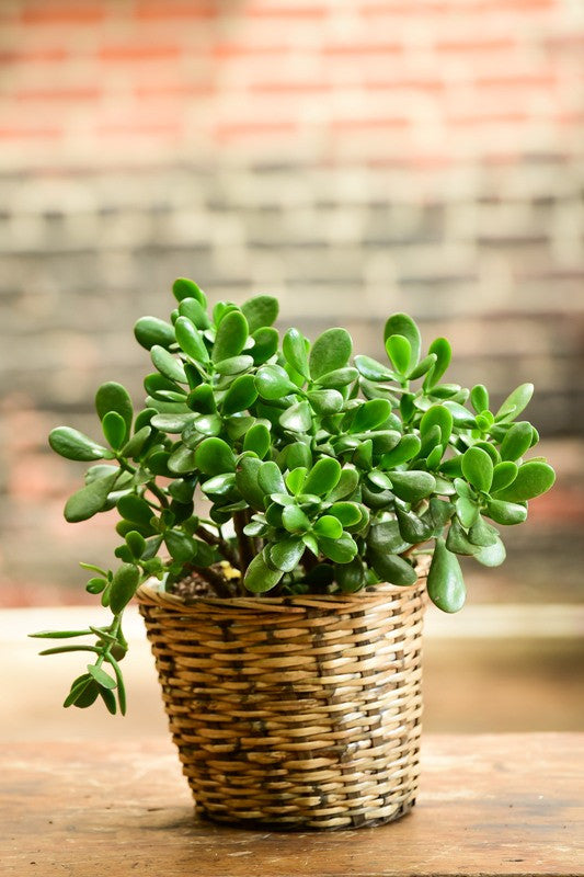 jade plant in ceramic pot Crassula ovata (Jade Plant) – Interior Foliage Design