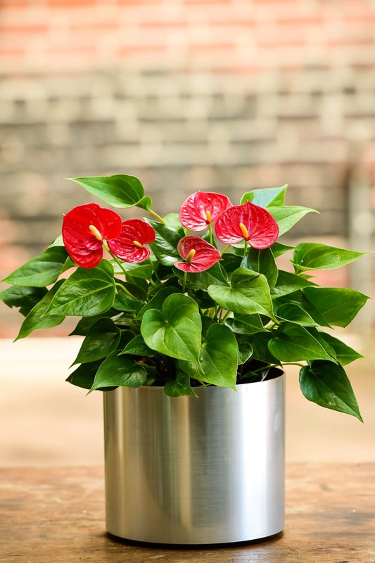Lady Jane Anthurium  Interior Foliage Design