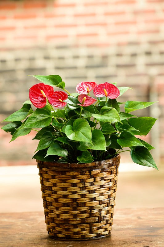 lady jane anthurium varieties Lady Jane Anthurium