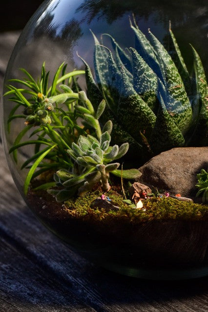 terrarium with plants for sale Campfire Terrarium