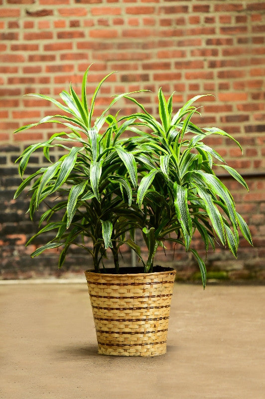 dracaena dermensis Dracaena Deremensis ‘Warneckii’ 2L