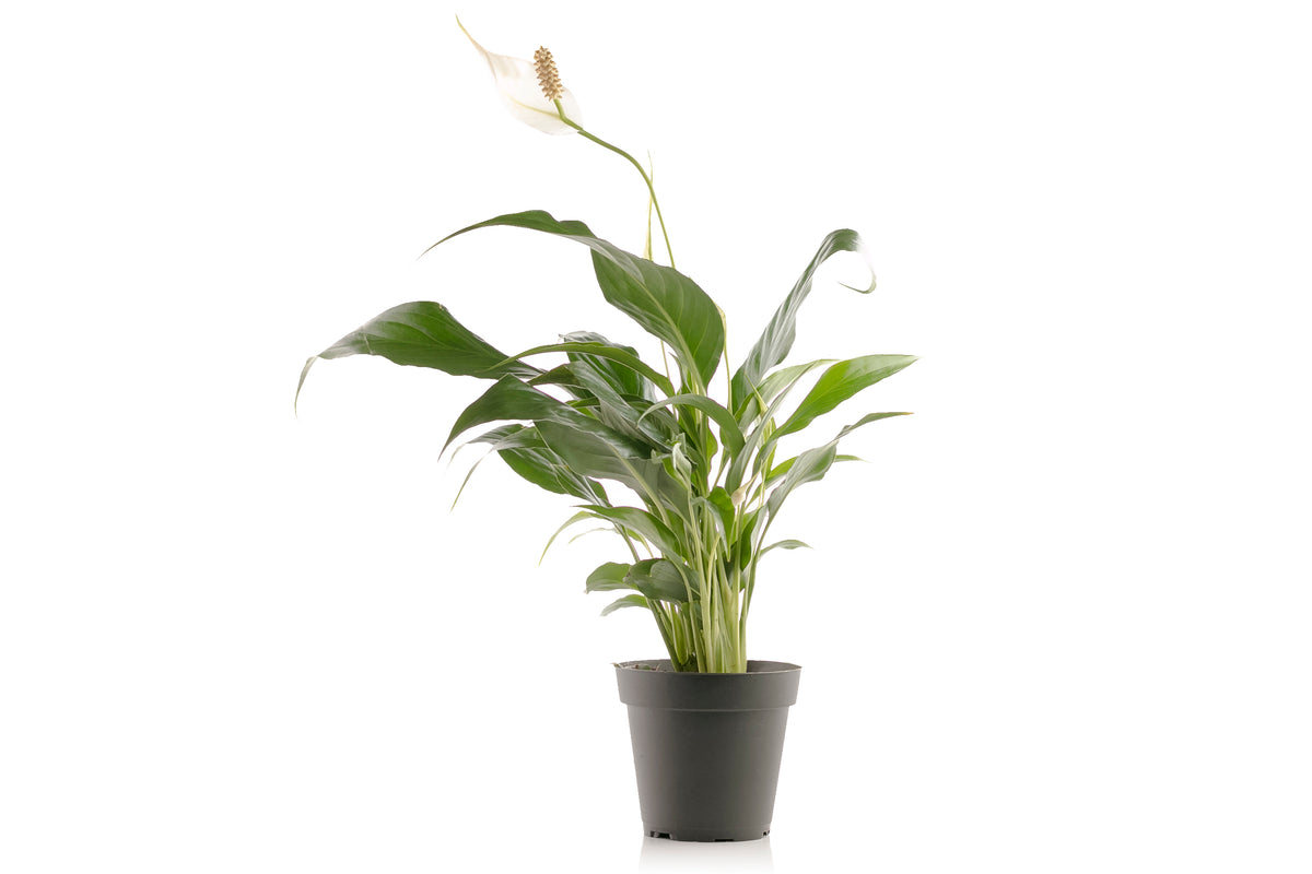 4 indoor plants Set of 4 Indoor Plants
