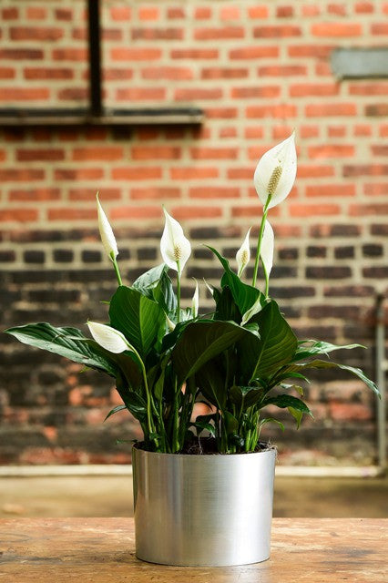 red peace lily indoor Spathiphyllum 'Peace Lily' (Tabletop) – Interior Foliage Design