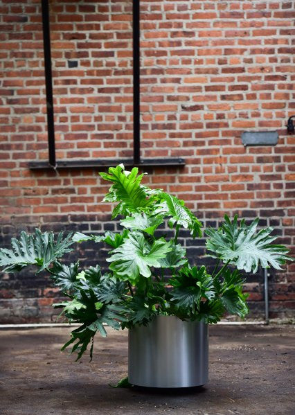 philodendron selloum air purifier Philodendron selloum – Interior Foliage Design