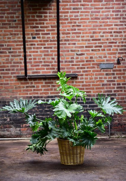 about philodendron plants selloum Philodendron selloum – Interior Foliage Design