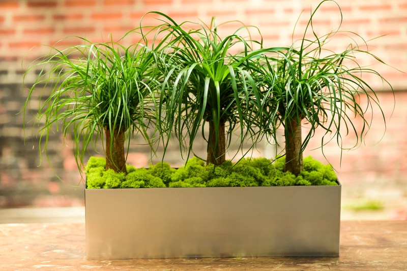 Ponytail Palm (Rectangle)
