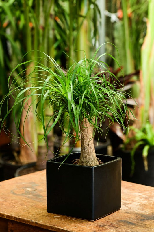ponytail palm plant stand Ponytail Palm (Tabletop) – Interior Foliage Design
