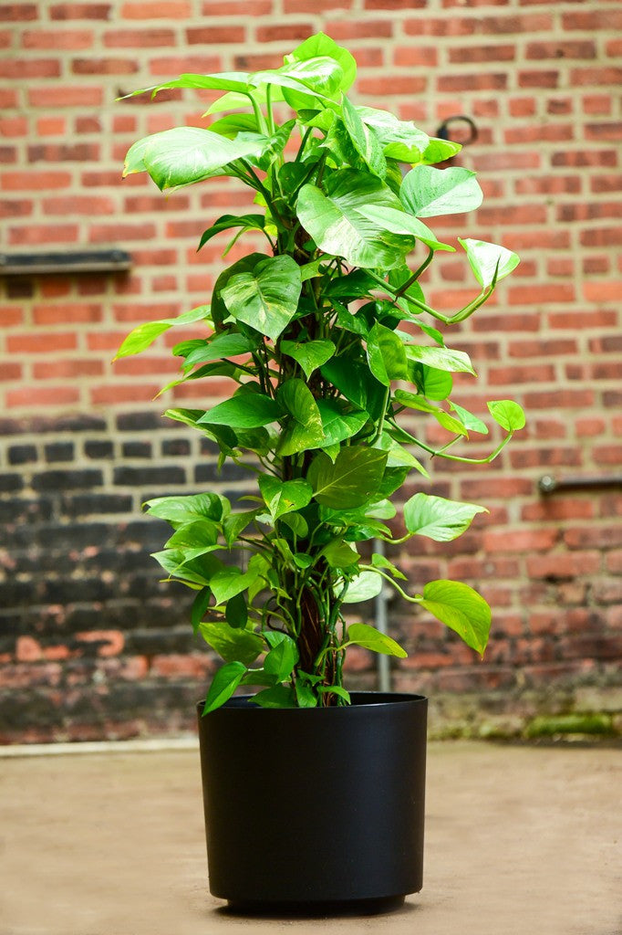 pothos design Pothos Tower