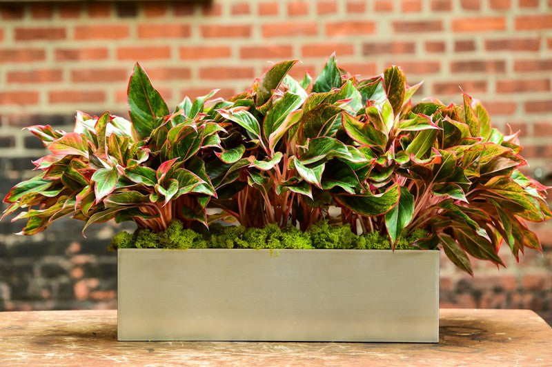 aglaonema exposition Red Aglaonema (Rectangle)