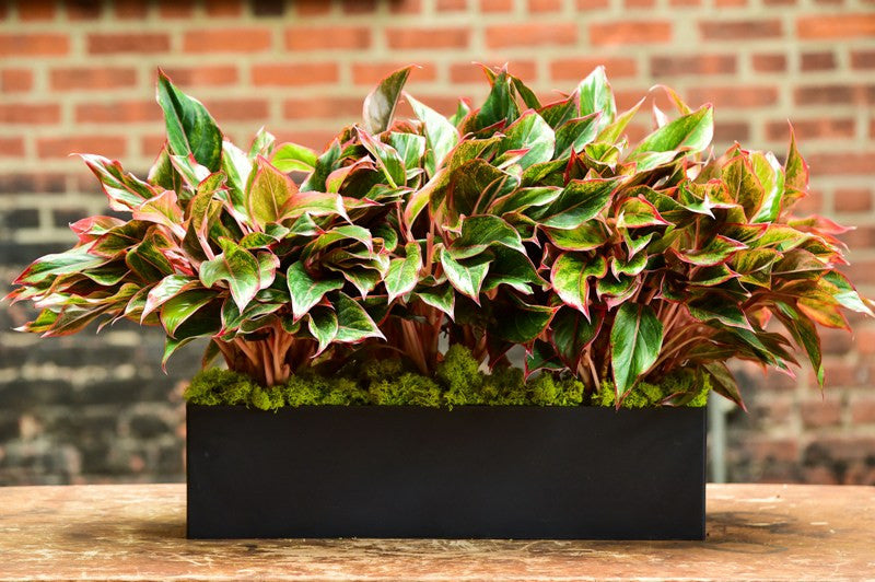 aglaonema red hedge Red Aglaonema (Rectangle) – Interior Foliage Design