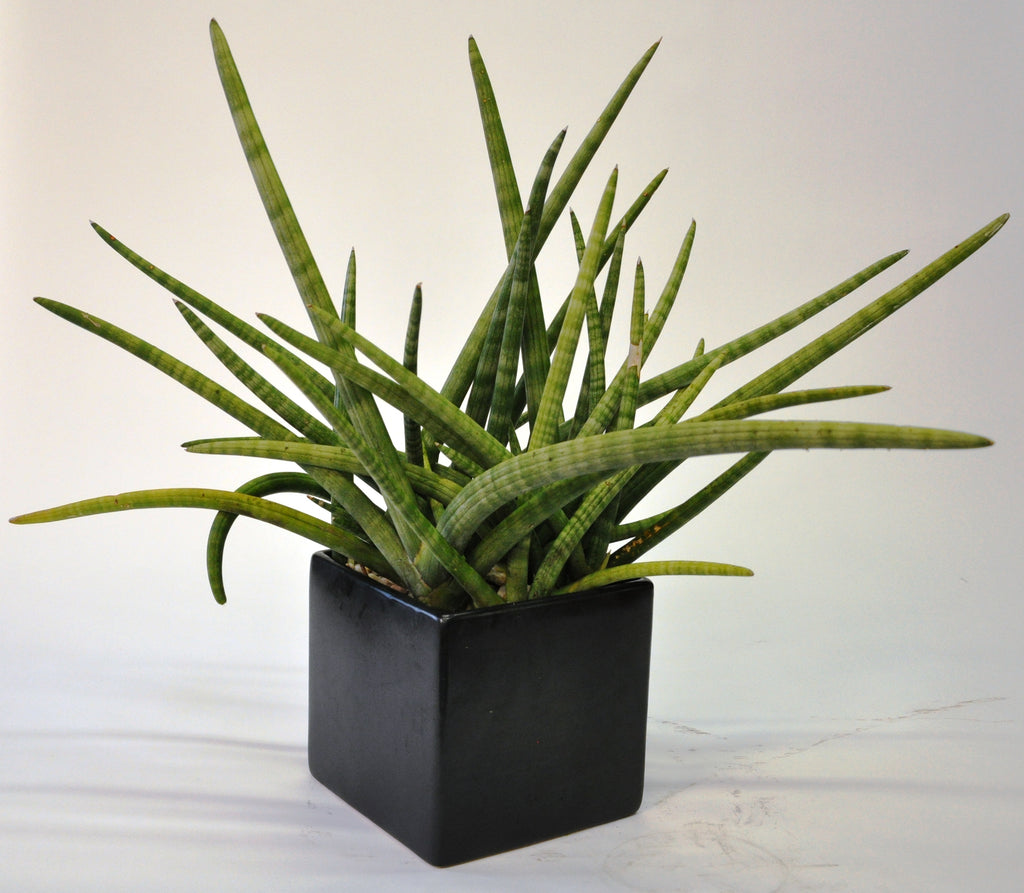 'African Spear' Sansevieria cyndrilica